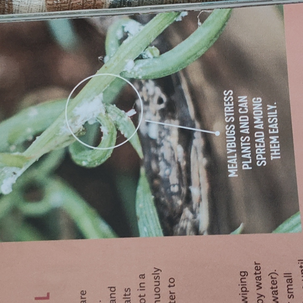 MAGAZINE: HOUSEPLANTS - Picture 10 of 15
